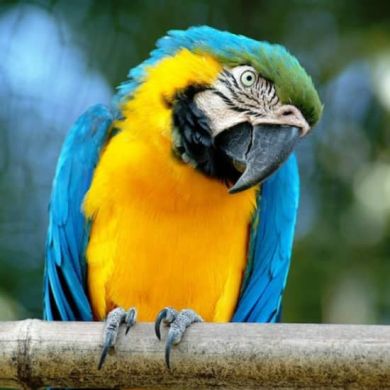 Immagine evento Bioparco Zoo di Roma: accesso saltafila