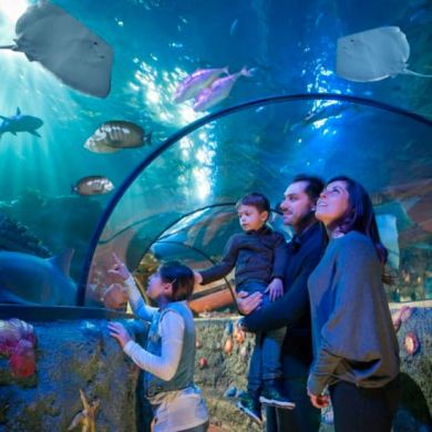 Immagine evento Immergiti nel mondo di Gardaland SEA LIFE Aquarium