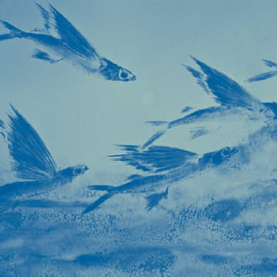 Immagine evento PETIT #1